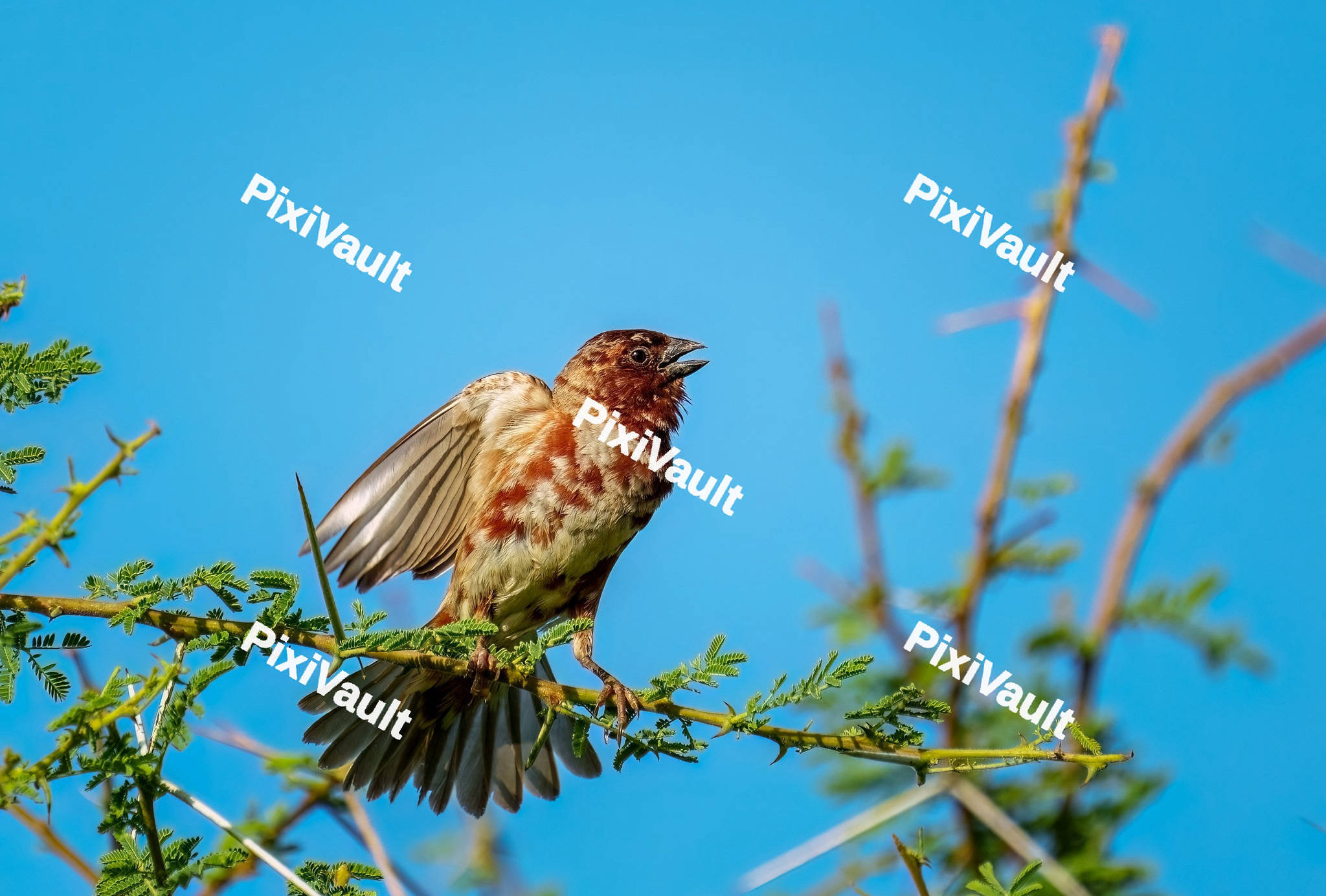 Chestnut Sparrow perched on a branch